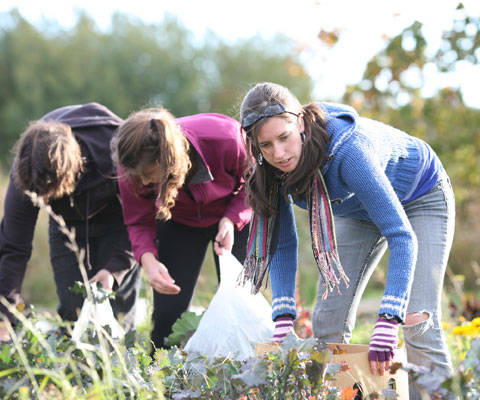 Étudiantes travaillent dans un potager pendant la récolte.