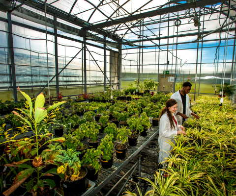 Two students in lab coats working in a greenhouse